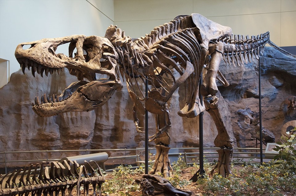 Khung xương loại khủng long thời tiền sử bạo chúa T-rex. Ảnh: Wiki