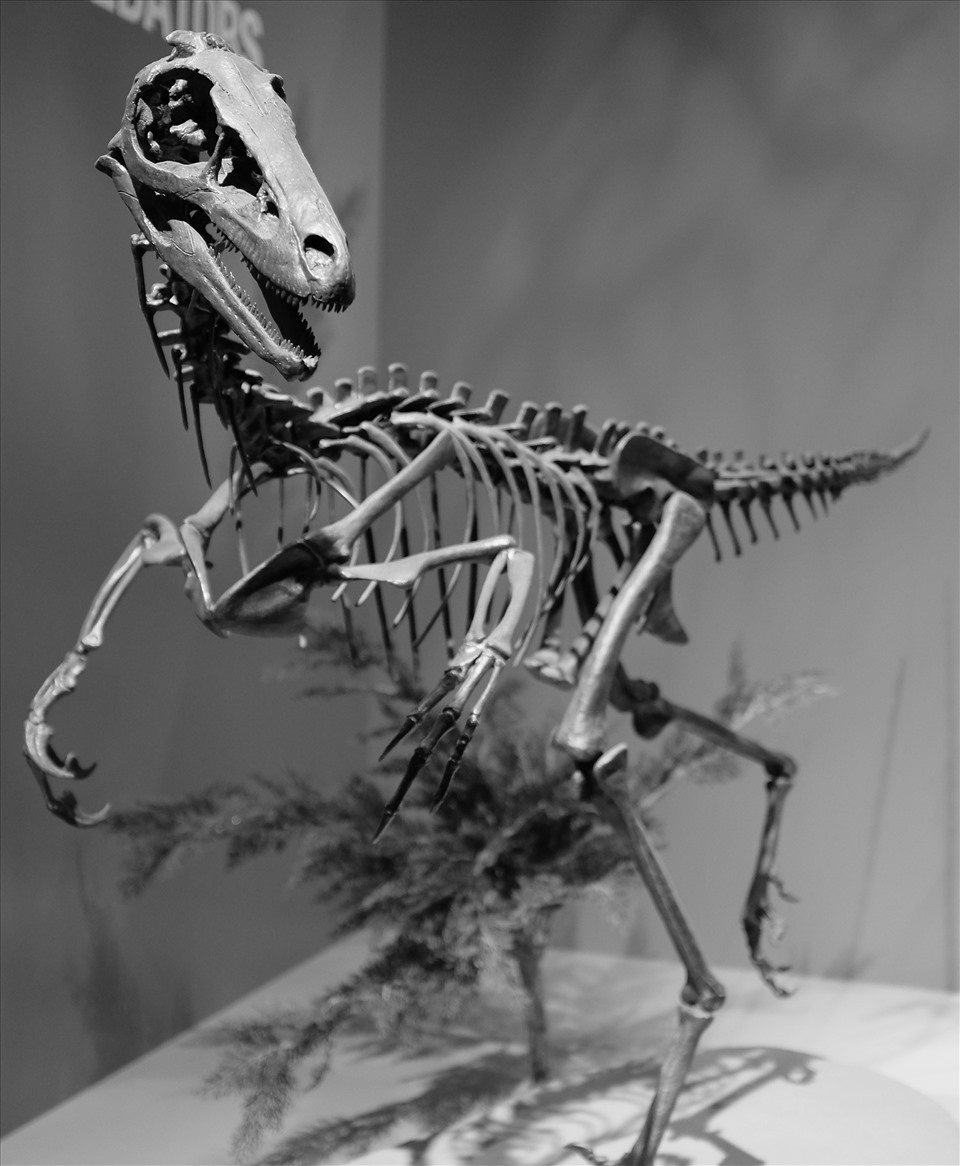 Khung xương của loài Troodon. Ảnh: Wiki