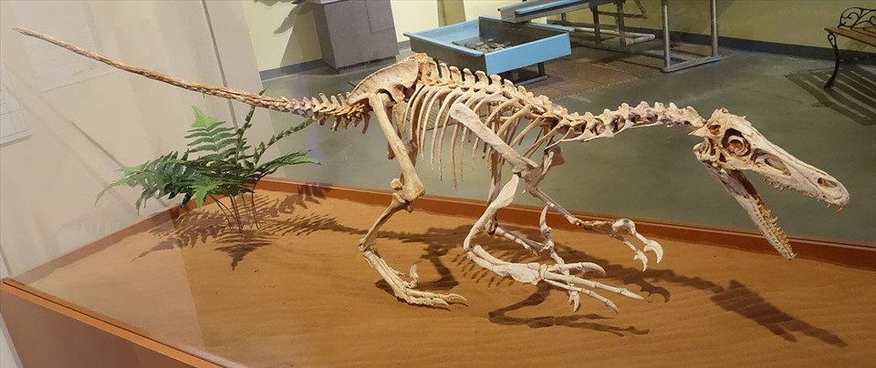 Khung xương của loài Velociraptors. Ảnh: Bảo tàng lịch sử tự nhiên của Los Angeles