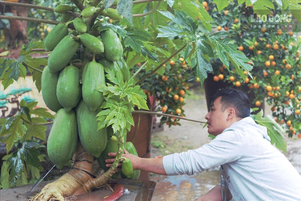 Cây đu đủ “gia đình sum vầy” độc nhất vô nhị trong vườn nhà anh Chính vào Tết 2021, được trả giá tới 25 triệu đồng. Ảnh: Thiều Trang