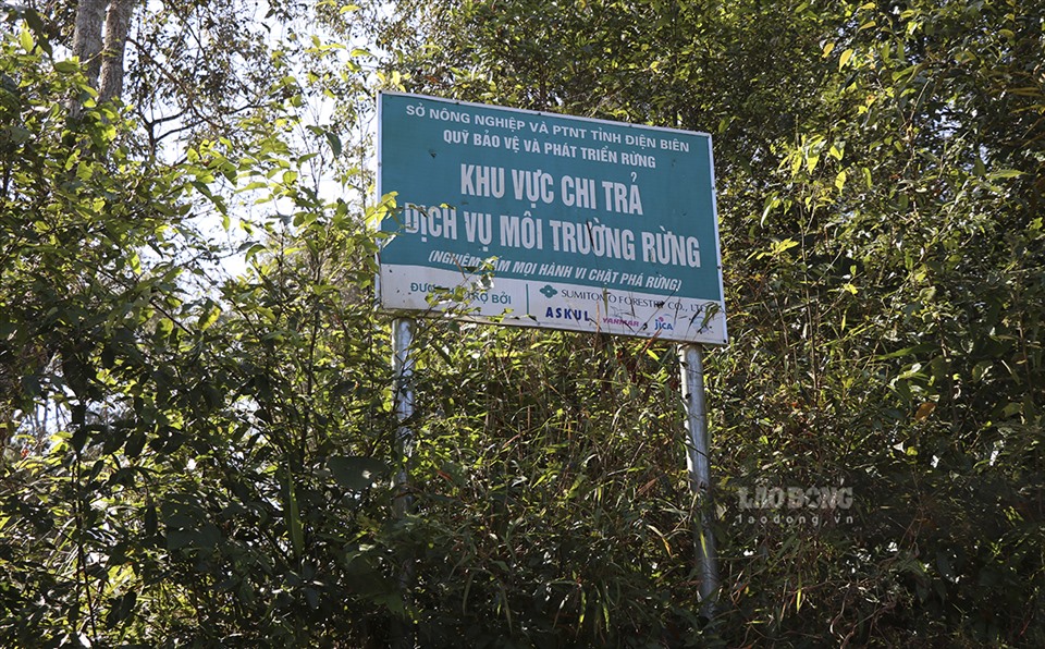 Trong đó, Ban Quản lý rừng di tích lịch sử và cảnh quan môi trường Mường Phăng (trực thuộc Sở NNPTNT Điện Biên) được giao bảo vệ, quản lý 2.306ha.
