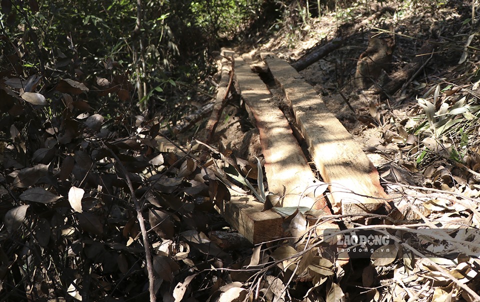 Họ ngang nhiên cắt khúc, xẻ thành ván và đem ra khỏi rừng. Mọi việc chỉ được phát hiện sau đó và Giám đốc Ban quản lý rừng Di tích lịch sử và Cảnh quan môi trường Mường Phăng cũng đã bị đình chỉ 15 ngày để làm rõ trách nhiệm.