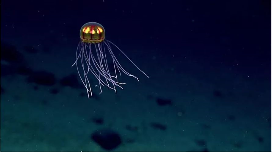 Loài sứa phát sáng sống gần rãnh Mariana - rãnh đại dương sâu nhất trên Trái Đất năm 2016. Ảnh: NOAA