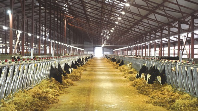 Đàn bò sữa cao sản thuần chủng của trang trại TH tại Nga có năng suất sữa cao nhất nước Nga.