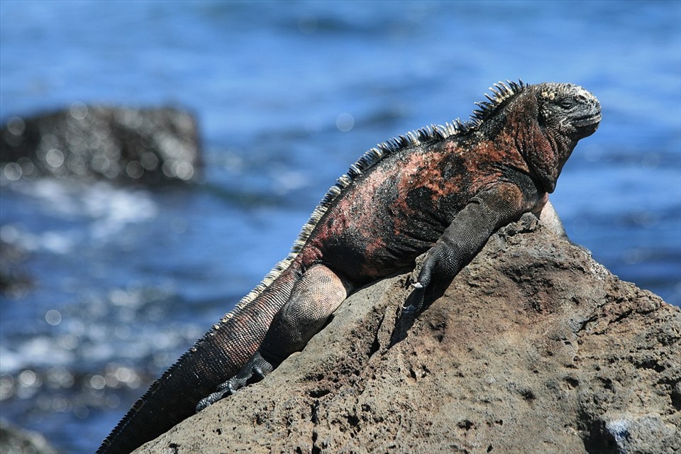 kỳ nhông biển Galápagos tại Ecuador. Ảnh: Wiki