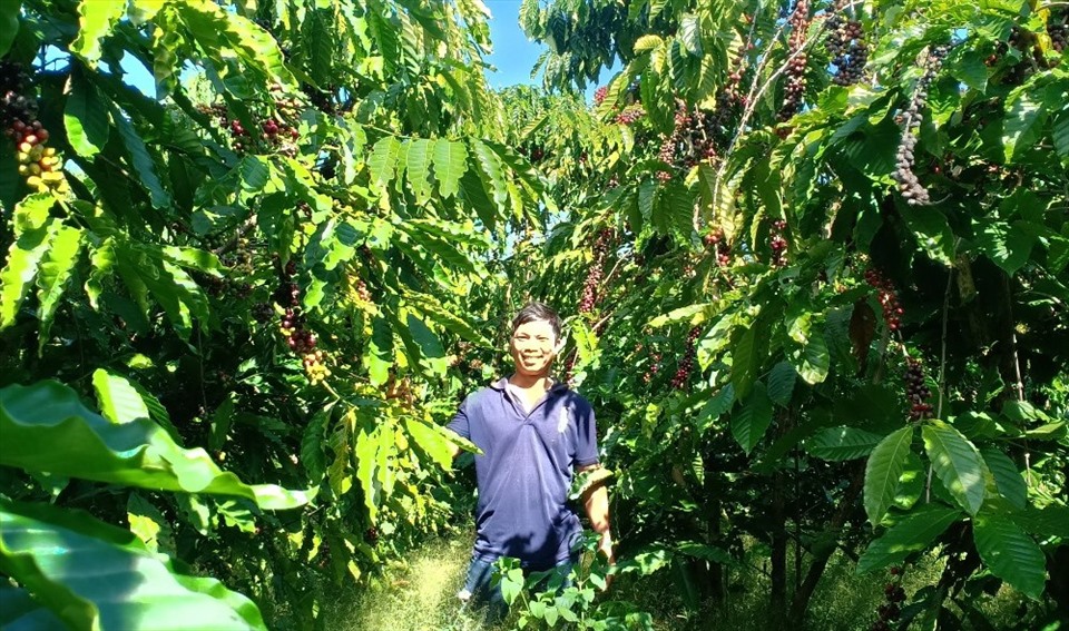 Kỹ Thuật Trồng Cà Phê Thả Ngọn - Canh Tác Đơn Giản, Năng Suất Tăng Cao 