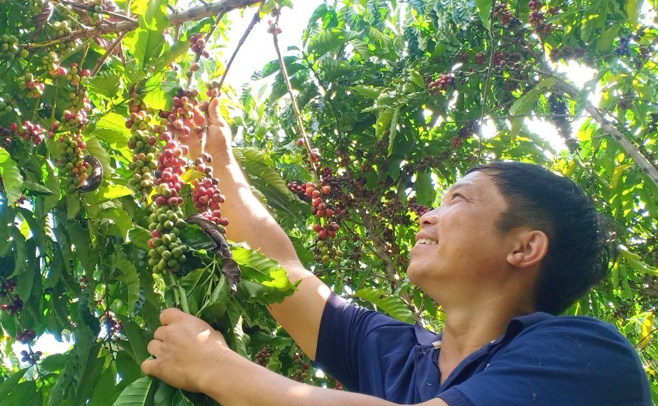 Trong khó khăn anh Việt đã tìm được hương sản xuất cà phê theo phương thức mới, hiệu quả. Ảnh: Phan Tuấn