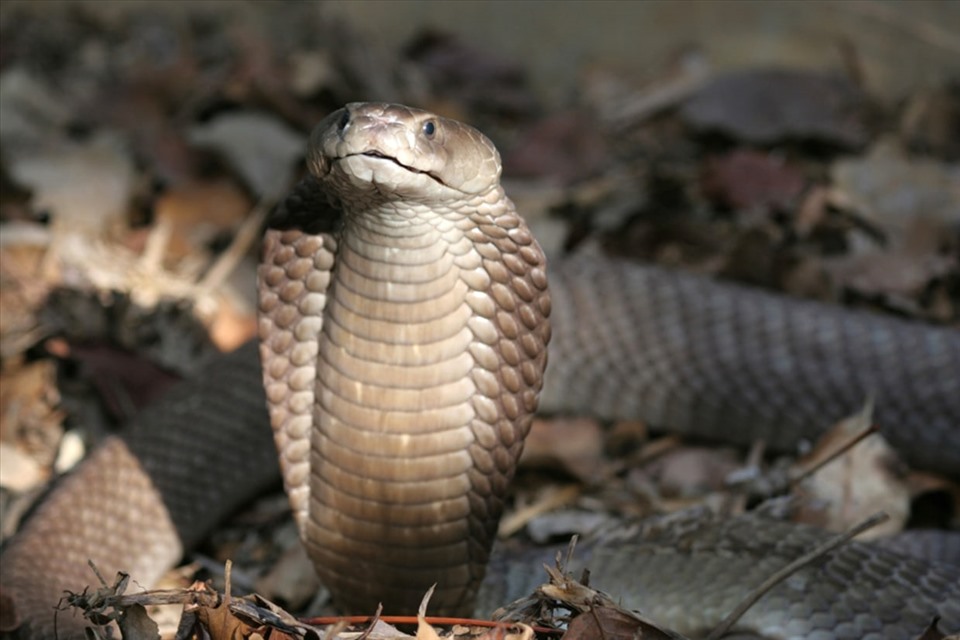 Loài rắn hổ mang chúa nổi tiếng. Ảnh: AFP
