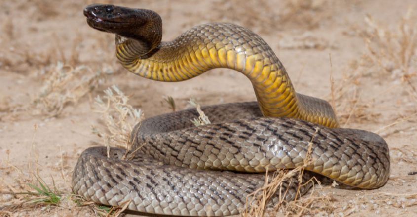Những loài rắn đáng sợ nhất trong thế giới động vật