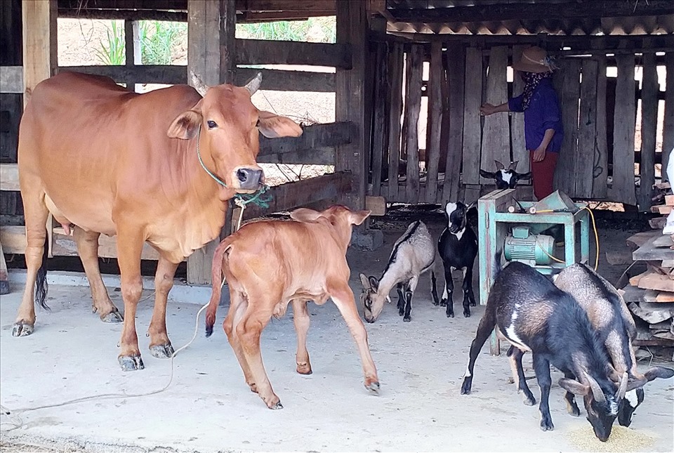 Gia đình chị Trương Thị Hanh ở xóm Hoa Kẻ Thắng vay vốn đầu tư nuôi bò.