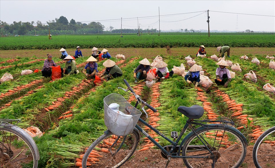 Các thửa ruộng của người dân nơi đây phần lớn đã được công nghiệp hóa trong khâu chăm sóc cũng như thu hoạch.