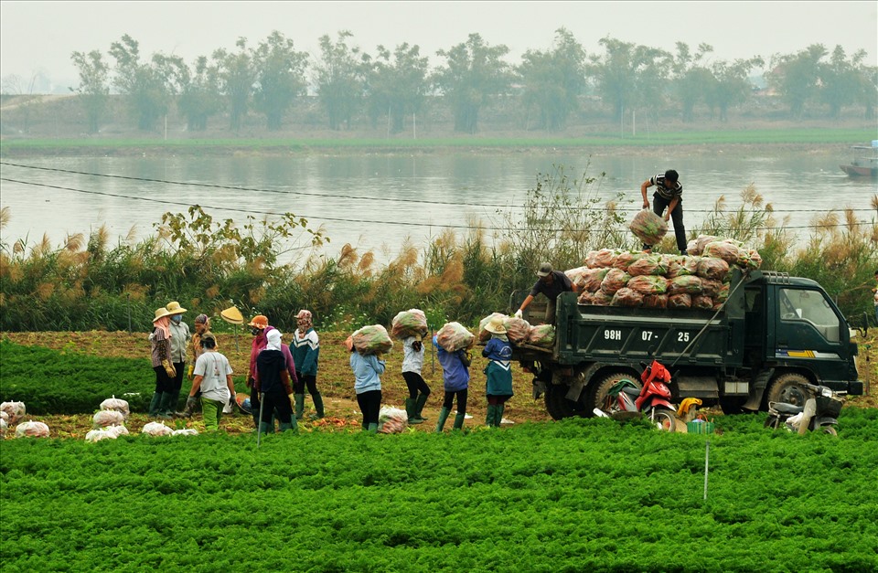 Các thửa ruộng của người dân nơi đây phần lớn đã được công nghiệp hóa trong khâu chăm sóc cũng như thu hoạch.