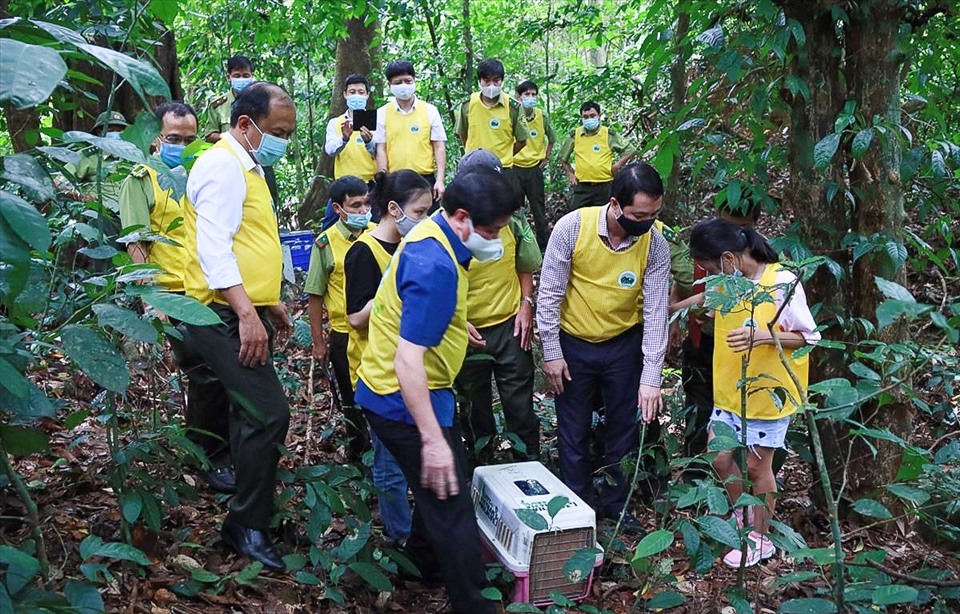 Du khách cùng cán bộ Vườn quốc gia Cúc Phương tham gia thả cầy vòi mốc về rừng nguyên sinh. Ảnh Tư liệu VQG Cúc Phương