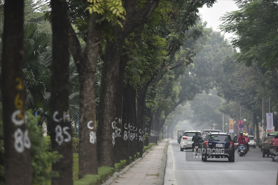 Đường Hoàng Quốc Việt cũng là một trong rất ít các tuyến đường của Thủ đô sở hữu dải phân cách rộng rãi và cây xanh tươi tốt, lâu đời.