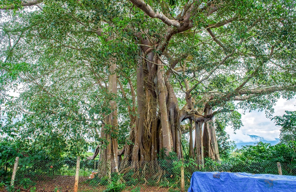 Ông Bùi Ngọc Tân, Chủ tịch UBND xã Đắk Som, huyện Đắk Glong cho biết, cây đa cổ thụ này vừa được Hội Bảo vệ Thiên nhiên và Môi trường Việt Nam công nhận là Cây Di sản Việt Nam.