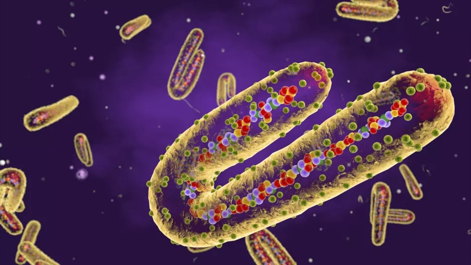 Ảnh minh họa virus Marburg.