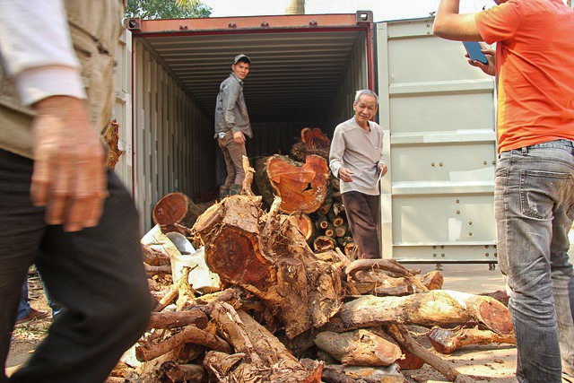 Cây gỗ sưa quý có giá hơm 100 tỷ được đốn hạ vào tháng 1.2019. Hiện, cây này được để trong một thùng container ở thôn Phụ Chính, xã Hoà Chính, huyện Chương Mỹ, Hà Mội.