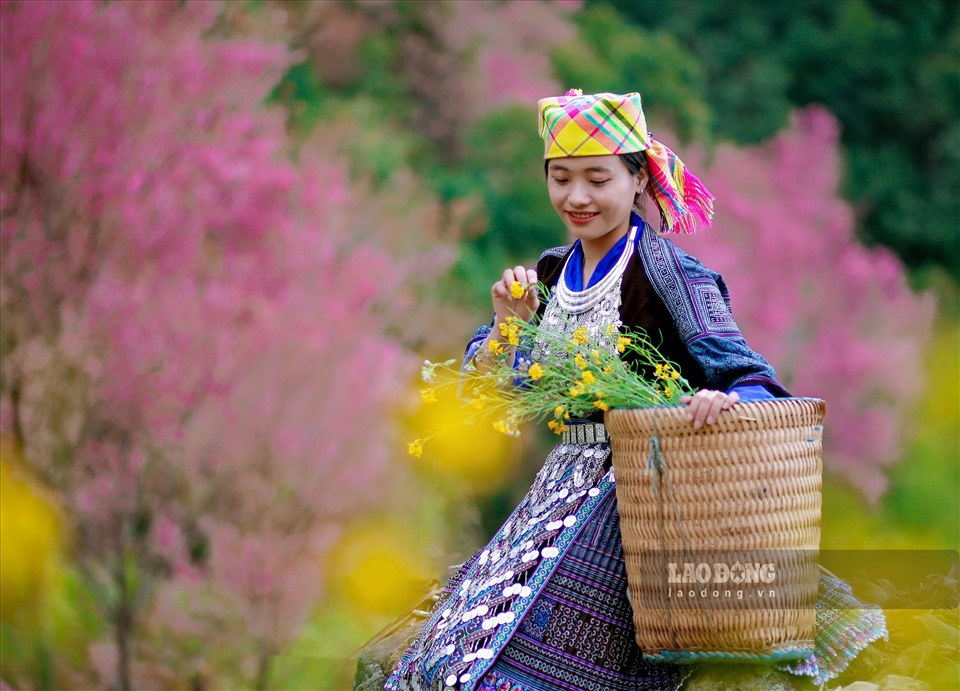 Người Mông ở Tây Bắc rất ưa thích hoa Tớ Dày bởi hoa Tớ Dày còn là biểu tượng của núi rừng Tây Bắc, ít nhiều mang tâm hồn, phong cách sống của cộng đồng dân tộc người Mông. “Pẳng Tớ Dày”, tên của loài hoa này cũng do người Mông đặt ra.