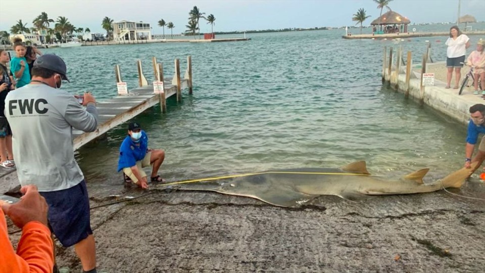 Con cá kiếm dài gần 5 mét được phát hiện ở bờ biển Mỹ. Ảnh: FWC Fish