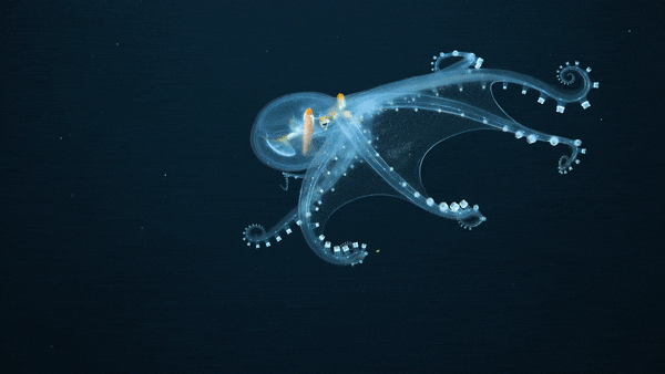 Một con bạch tuộc thủy tinh (Vitreledonella richardi) đã được các nhà nghiên cứu từ Viện Đại dương Schmidt phát hiện ở vùng biển sâu của Thái Bình Dương. Ảnh: Viện Đại dương Schmidt