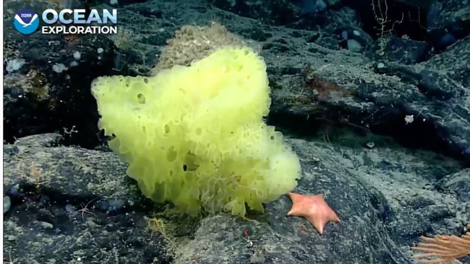 SpongeBob và Patrick ngoài đời thực bên nhau dưới đáy biển. Ảnh: NOAA Ocean Exploration/Christopher Ma