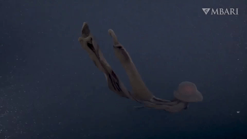 Con sứa mà trông khá huyền bí và đáng sợ. Ảnh: MBARI