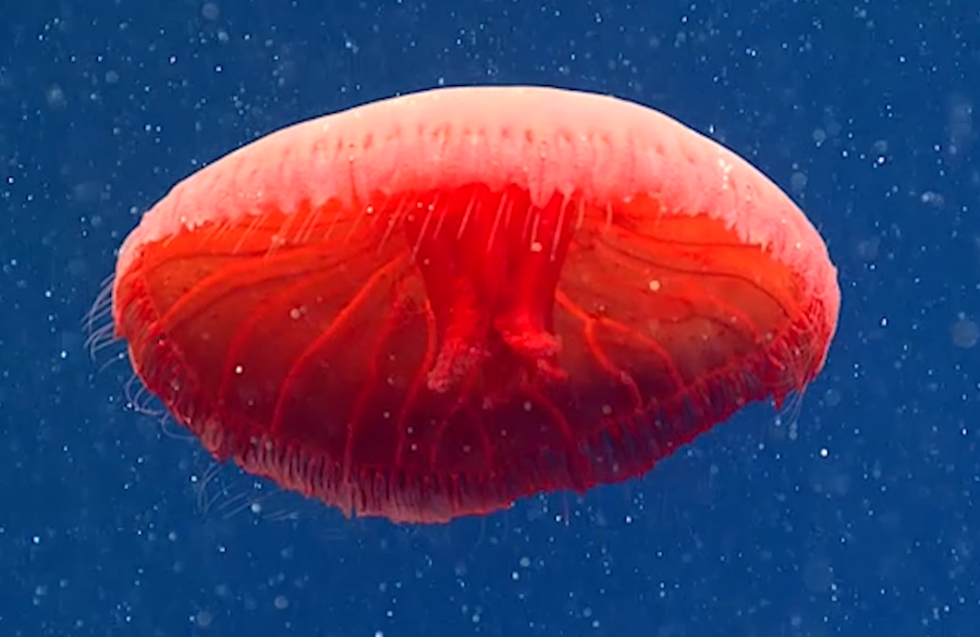 Con sứa với cơ thể hình đĩa và có màu đỏ tuyệt đẹp. Ảnh: NOAA