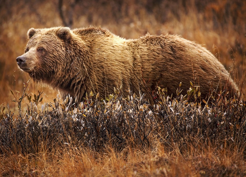 Gấu xám ngoài tự nhiên. Ảnh: Wiki
