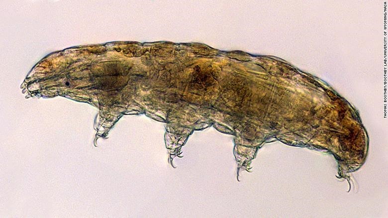 Tardigrade là sinh vật nhỏ bé, sống trong nước, thuộc nhóm các động vật có kích thước hiển vi có 8 chân. Dưới kính hiển vi, Tardigrade trông hơi giống những con gấu nhỏ - do đó có biệt danh là “gấu nước“. Ảnh: NASA