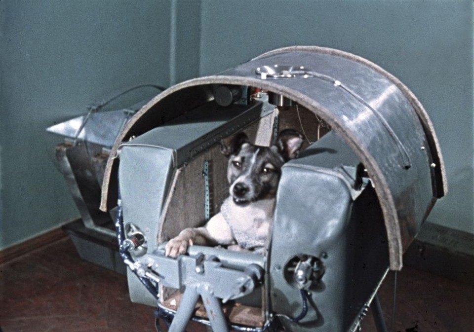 Chú chó Laika trong tàu Sputnik 2 trước khi phóng vào năm 1957. Ảnh: Sovfoto/Universal Images Group