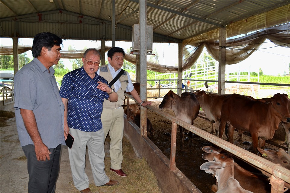 Thăm trang trại nuôi bò ở Tri Tôn (An Giang). Ảnh: LT