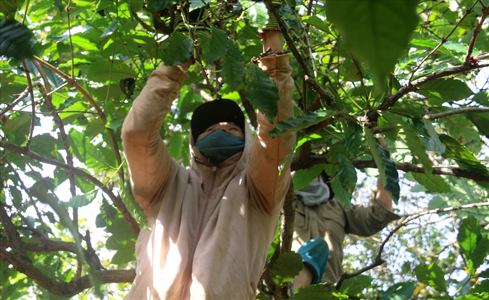 Người lao động về quê tránh dịch vừa có thêm thu nhập vừa giải quyết việc thiếu nhân công thu hoạch cà phê ở các địa phương. Ảnh:BL