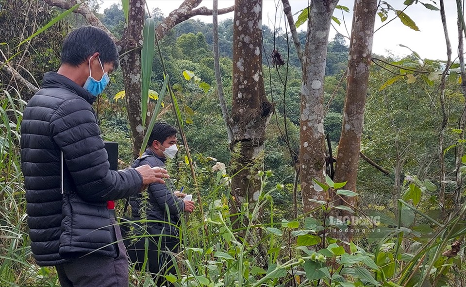 Ông Lê Trung Hòa cũng xác nhận diện tích rừng này là rừng phòng hộ theo Quyết định số 1208 về quy hoạch 3 loại rừng của UBND tỉnh Điện Biên.