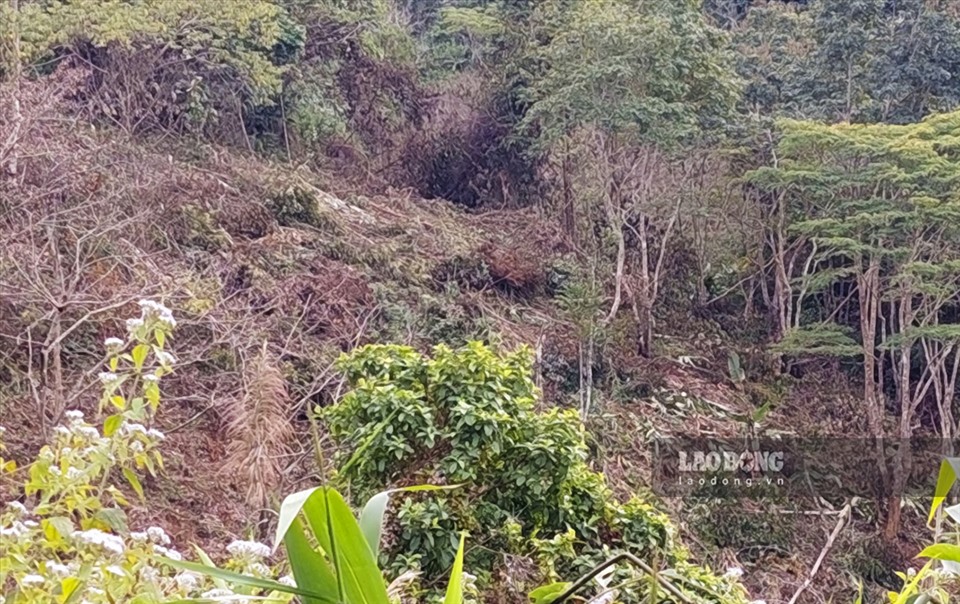 Theo thống kê của UBND xã Nà Tấu thì chỉ tính trong năm 2021 trên địa bàn đã xảy ra 29 vụ phá rừng.