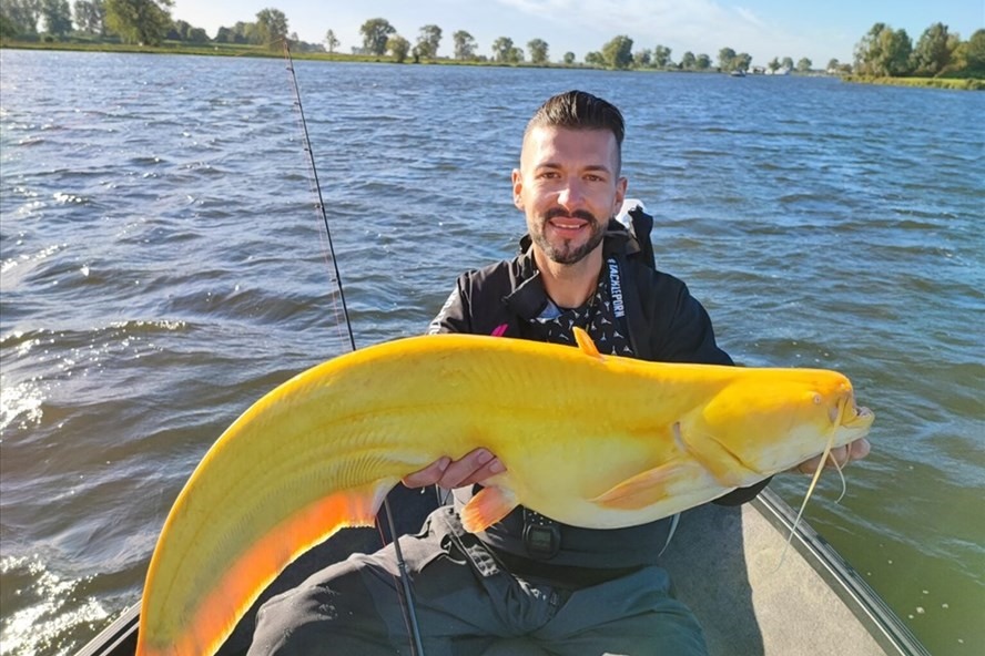 Con cá trê khổng lồ màu vàng tươi được phát hiện tại một hồ nước ở Hà Lan. Ảnh: Martin Glatz angler