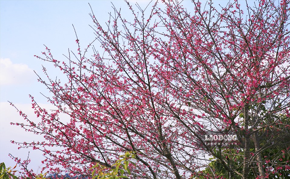 Cuối mùa Đông, đầu mùa Xuân cả hòn đảo rực rỡ sắc hoa trên nền trời xanh biếc.
