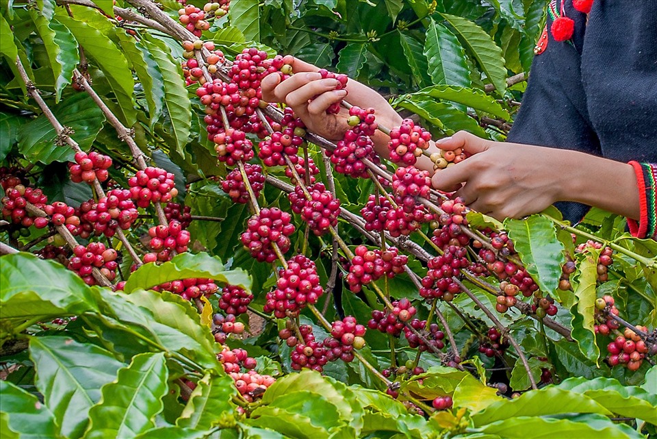 Trong quá trình thu hoạch, người nông dân Tây Nguyên đã chú trọng thu hoạch có chọn lọc những cây cà phê có tỷ lệ quả chín cao. Cách làm này dù tốn nhiều công sức, nhưng sẽ bảo quản được hương vị trái cây, qua đó, nâng cao chất lượng, thương hiệu cho hạt cà phê Tây Nguyên.