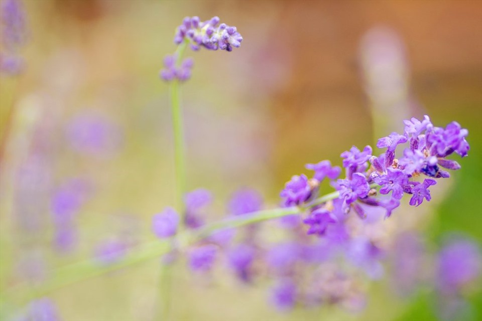 3. Hoa oải hương (Lavender): Hương thơm của lavender giúp bạn thư giãn và giữ bình tĩnh. Tinh chất lavender cũng giúp giảm đau và có tác dụng sát khuẩn khi đắp vào các vết đứt tay hay vết bầm tím do va đập. Tuy nhiên, nếu bạn bị huyết áp thấp, không nên sử dụng hoa oải hương vì chúng sẽ làm giảm huyết áp của bạn.