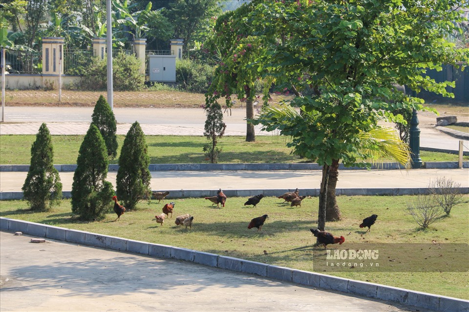 Bề mặt cỏ tại quảng trường trở thành nơi “lý tưởng” để chăn thả gia cầm.