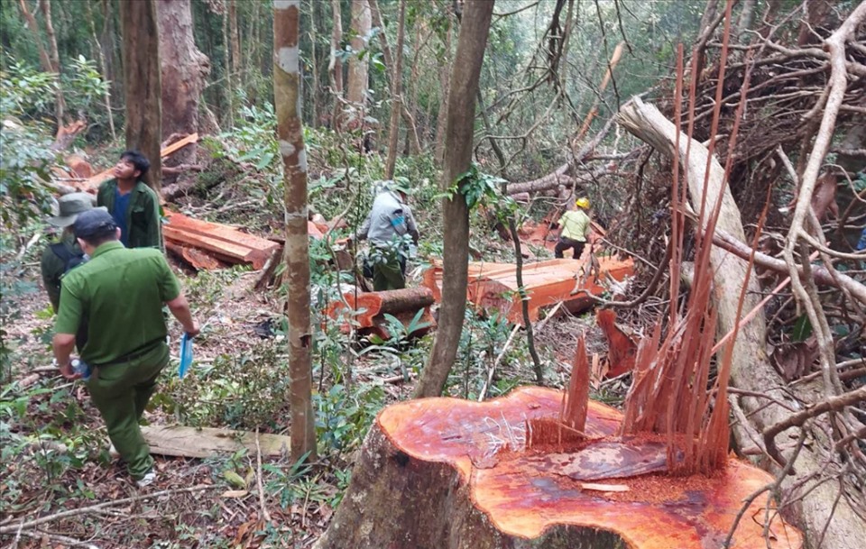 Cơ quan chức năng khởi tố vụ án phá rừng trái phép tại huyện Kông Chro. Ảnh T.T