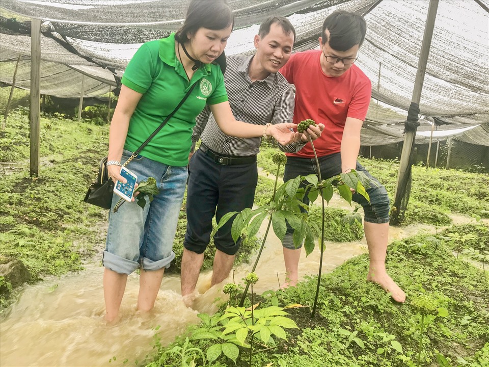 PGS.TS Phạm Thanh Huyền và các cộng sự khảo sát thu thập mẫu các loài thuộc chi Panax tại huyện Bắc Hà, tỉnh Lào Cai (ảnh chụp trước khi xảy ra dịch COVID-19). Ảnh: Viện Dược liệu