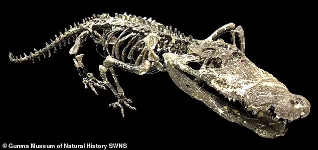 Hình ảnh của hóa thạch. Ảnh: Gunma Museum of Natural History/SWNS