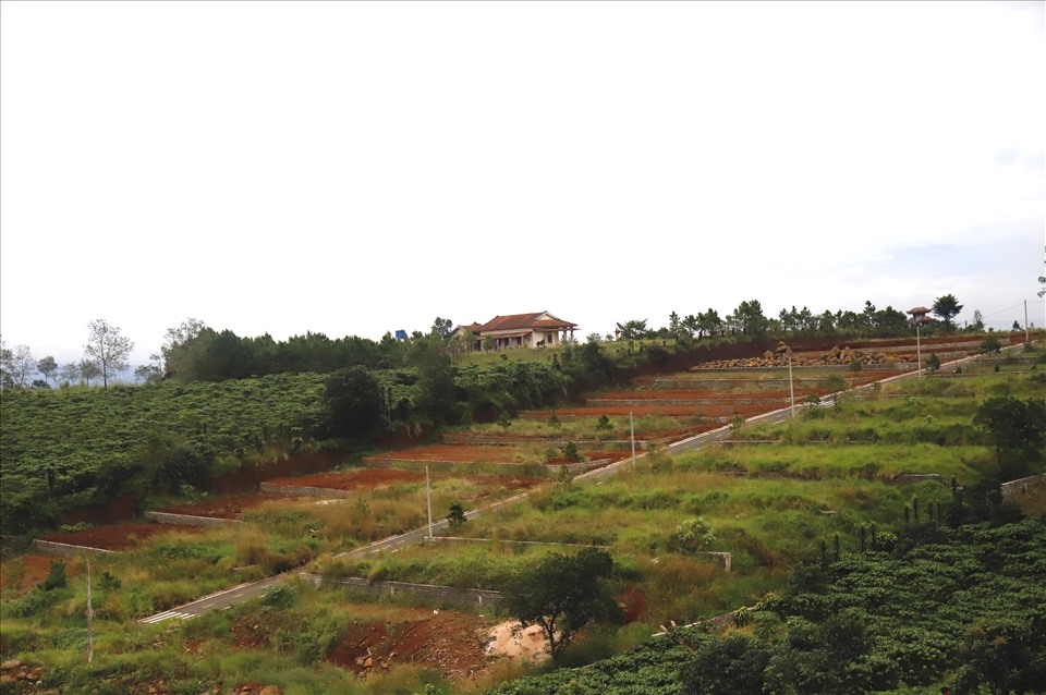 Hiện trường một khu vực đồi chè ở xã Đam B'ri có đường bê tông, phân nhỏ ra từng nền đất. Ảnh CC