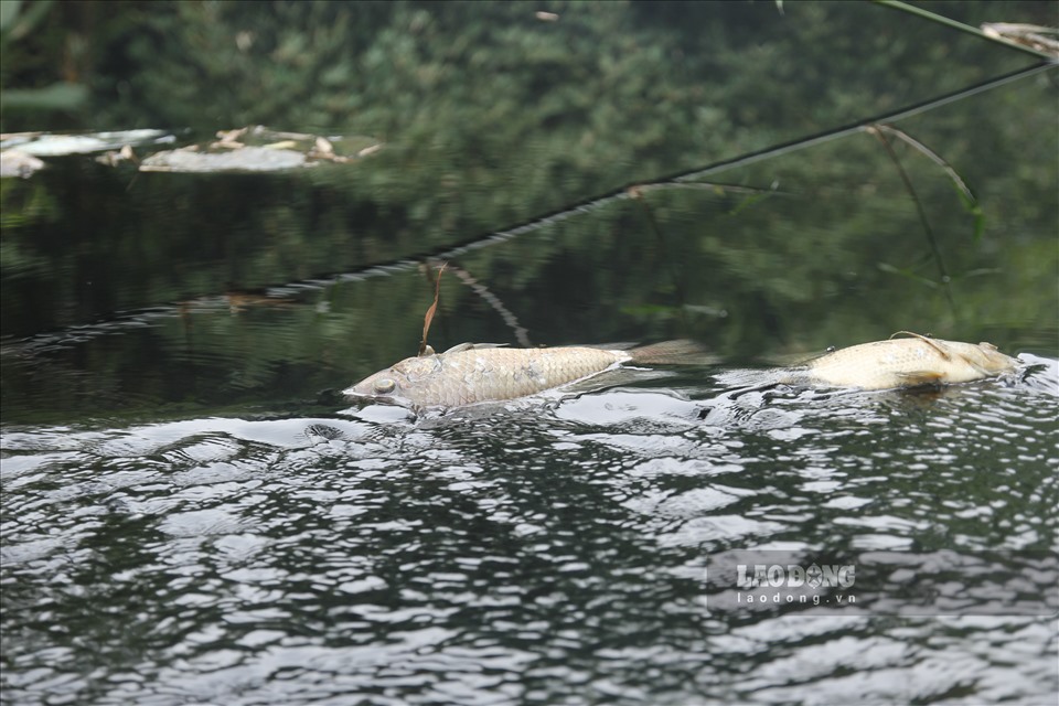Cá, ngan của các hộ gia đình sống gần hồ thủy lợi bị chết hàng loạt.