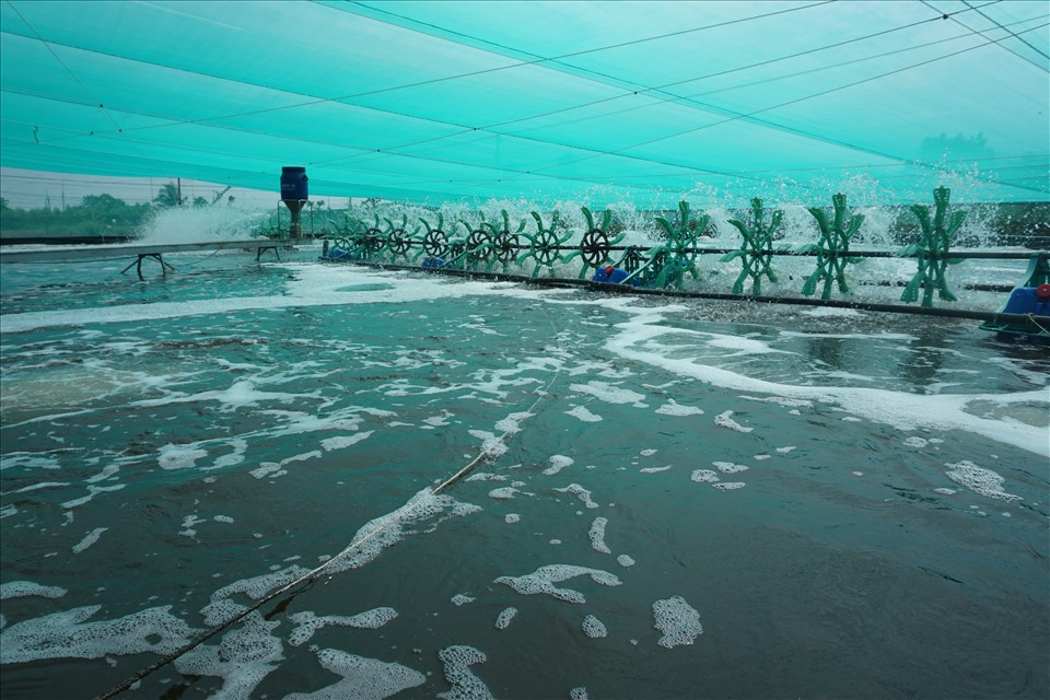 Bên trong mô hình nuôi tôm siêu thâm canh mật độ cao trong bể tròn nổi tại Bạc Liêu. Ảnh: Nhật Hồ