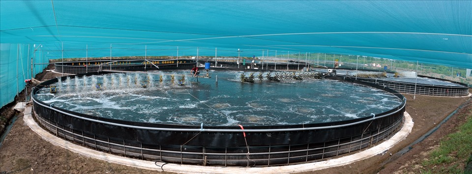 Mô hình nuôi tôm siêu thâm canh trong bể tròn nổi tại Bạc Liêu. Ảnh: Nhật Hồ