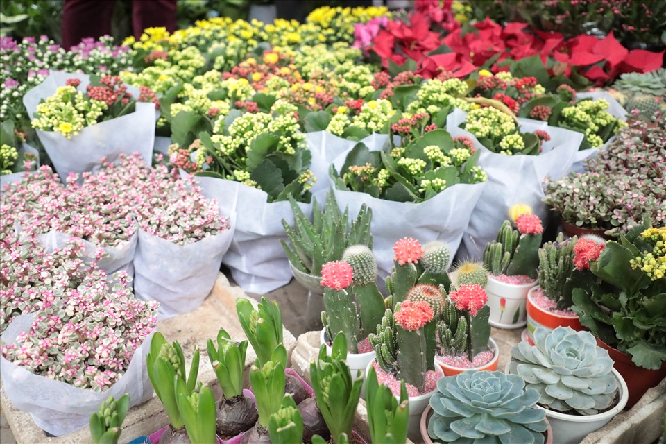 Ngoài cây cảnh, các loại hoa nhỏ xinh như tiên ông, thủy tiên, xương rồng hoặc chậu hoa trạng cũng được bày bán đa dạng.