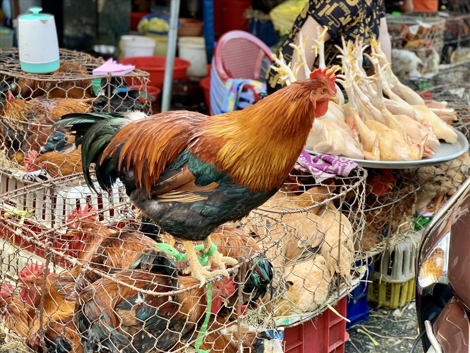 Giá thịt gà nguyên lông hiện giao động ở mức 120.000-150.000 đồng/kg tương ứng với 2 giống gà ta và gà hoa. Theo chị Yến (tiểu thương bán gà tại chợ) cho biết: “Nhu cầu mua gà ngày 29 tăng đột biến nhưng không vì thế mà giá tăng lên“.