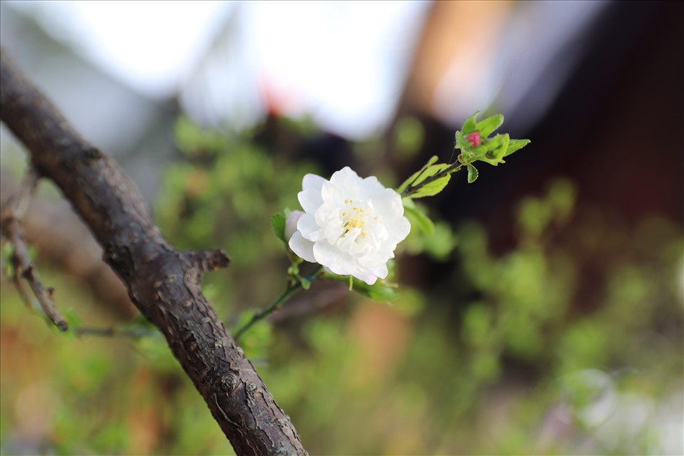 Một bông hoa nhất chi mai mới nở có sắc trắng tinh khôi.
