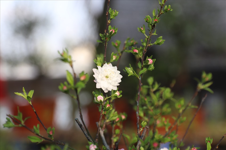 Loài cây này rất đặc biệt, có nụ hồng, nhưng khi nở cánh màu trắng với nhiều tầng cánh đan xen nhau.
